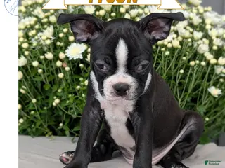 Boston Terrier dogs Tyson - Ad 1