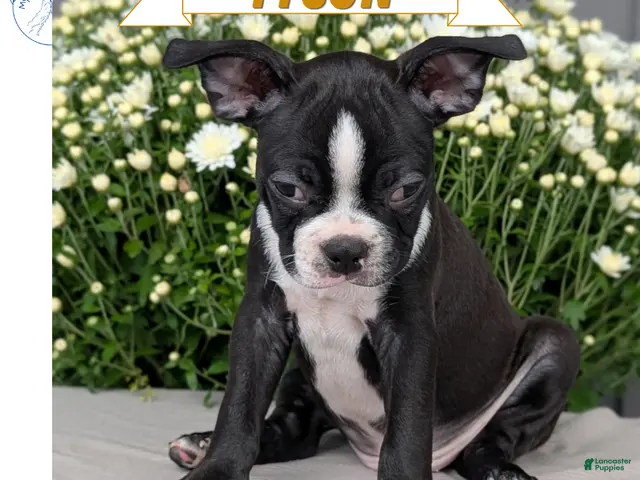Boston Terrier dogs for sale: Tyson - Ad 1