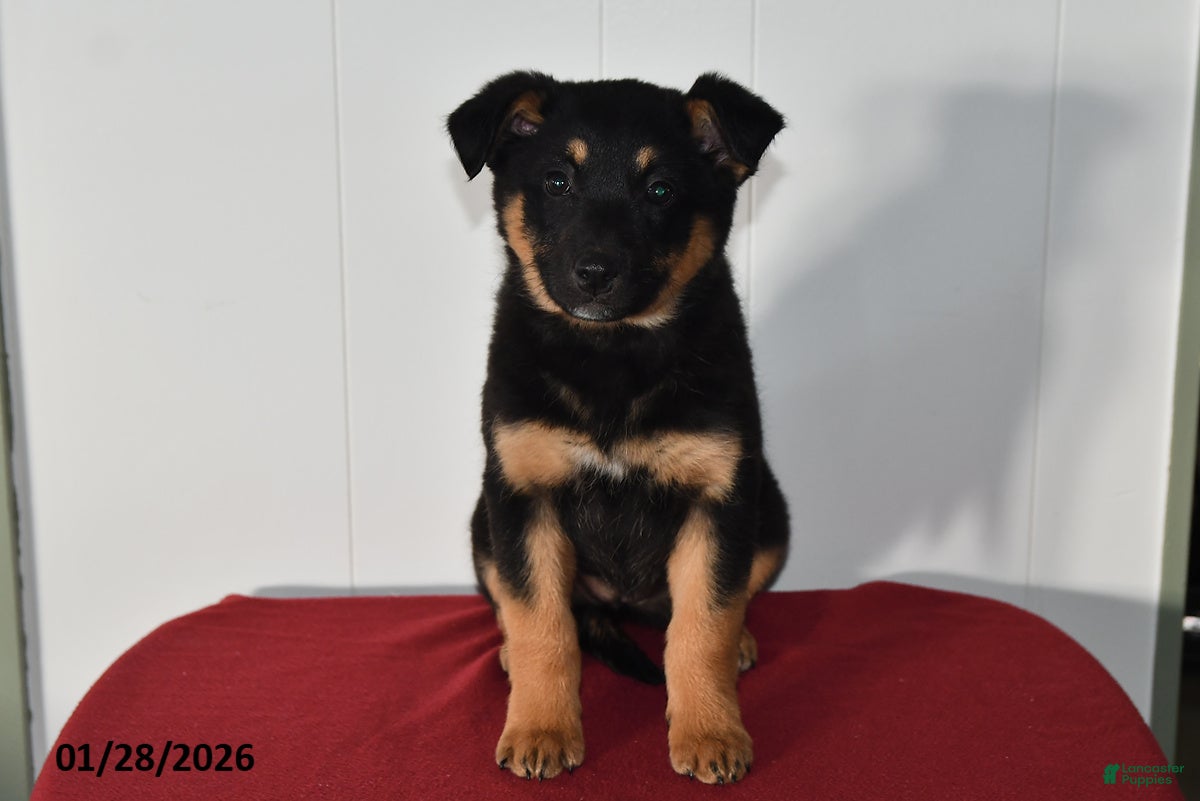 Mixed Breed dogs Natalie - Ad 9