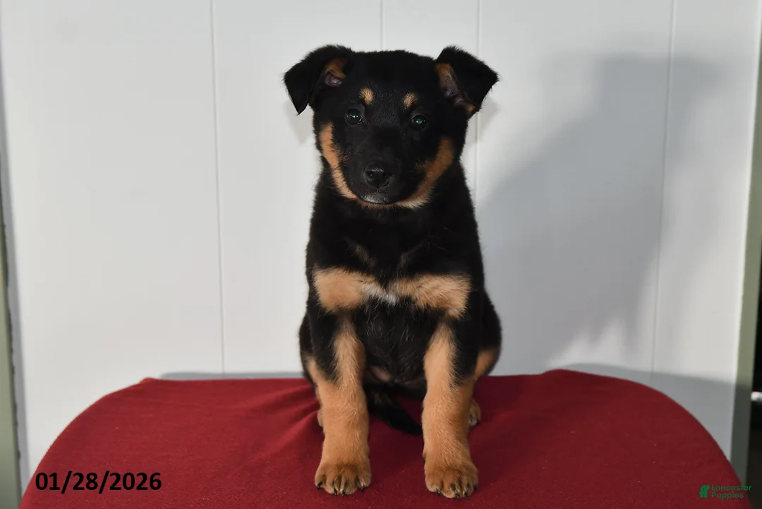 Mixed Breed dogs for sale: Natalie - Ad 1