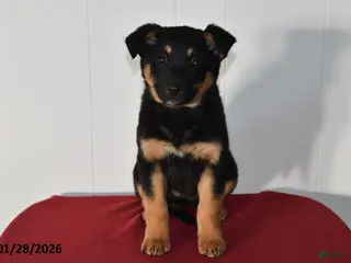 Mixed Breed dogs Natalie - Ad 9