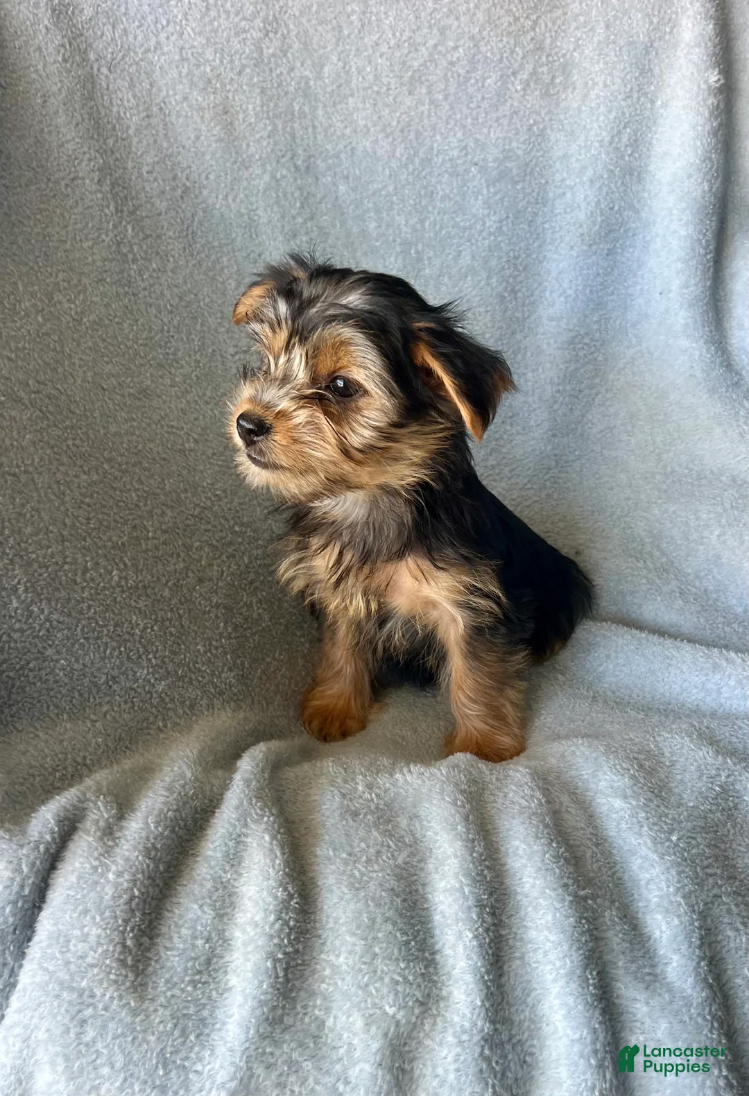 Yorkshire Terrier dogs for sale: Cody-Boy - Ad 2