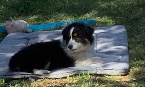 Australian Shepherd dogs Australian Shepherd Puppy 7 - Ad 8
