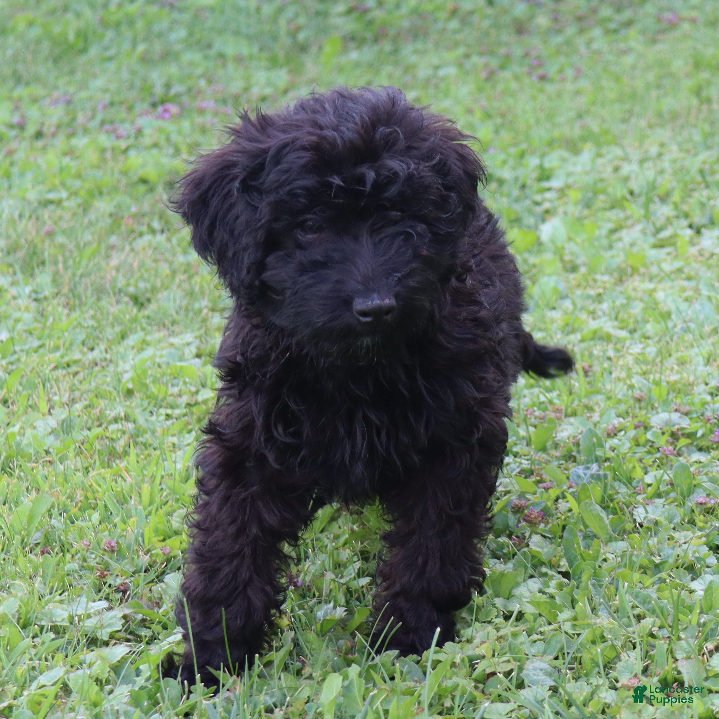 Mini Goldendoodle dogs Finley - Ad 2
