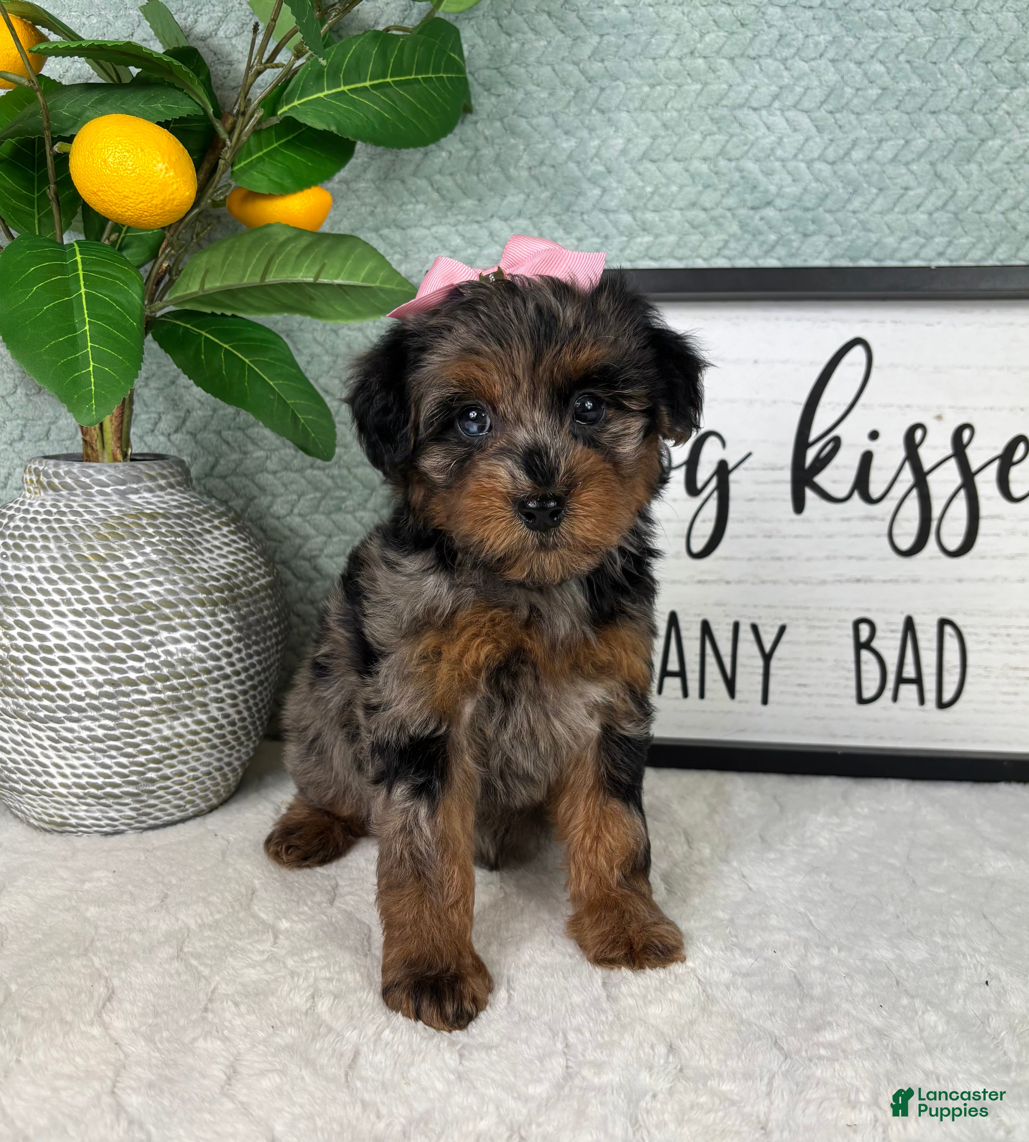 Yorkiepoo dogs Paisley  - Ad 41
