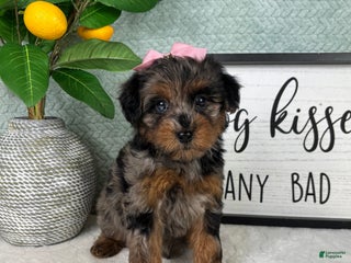 Yorkiepoo dogs Paisley - Ad 41