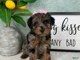 Yorkiepoo dogs Paisley - Ad 41