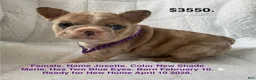 French Bulldog dogs for sale: Josette - Ad 1