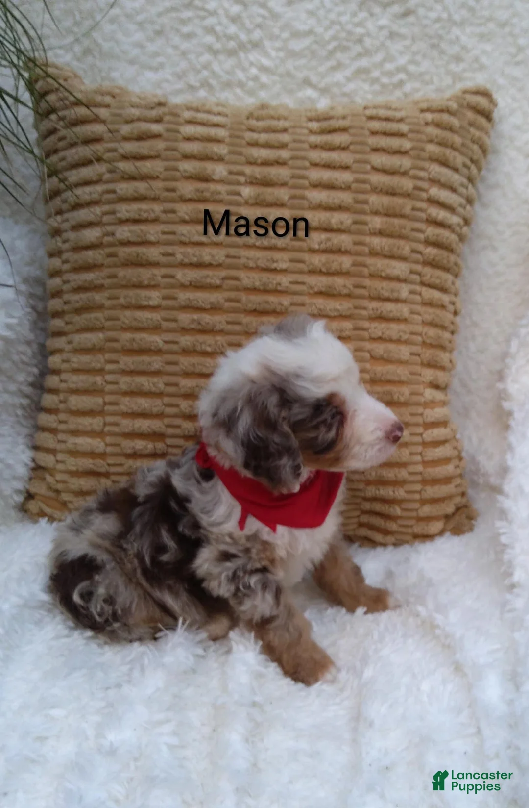 Mini Bernedoodle dogs for sale: Lucy  - Ad 10