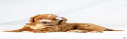 Mini Goldendoodle dogs for sale: Marley - Ad 3