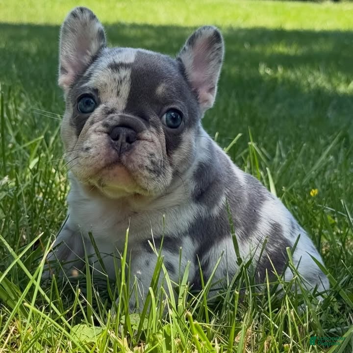 French Bulldog dogs for sale: French Bulldog 2 - Ad 37