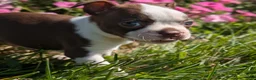 Boston Terrier dogs for sale: Apple - Ad 8