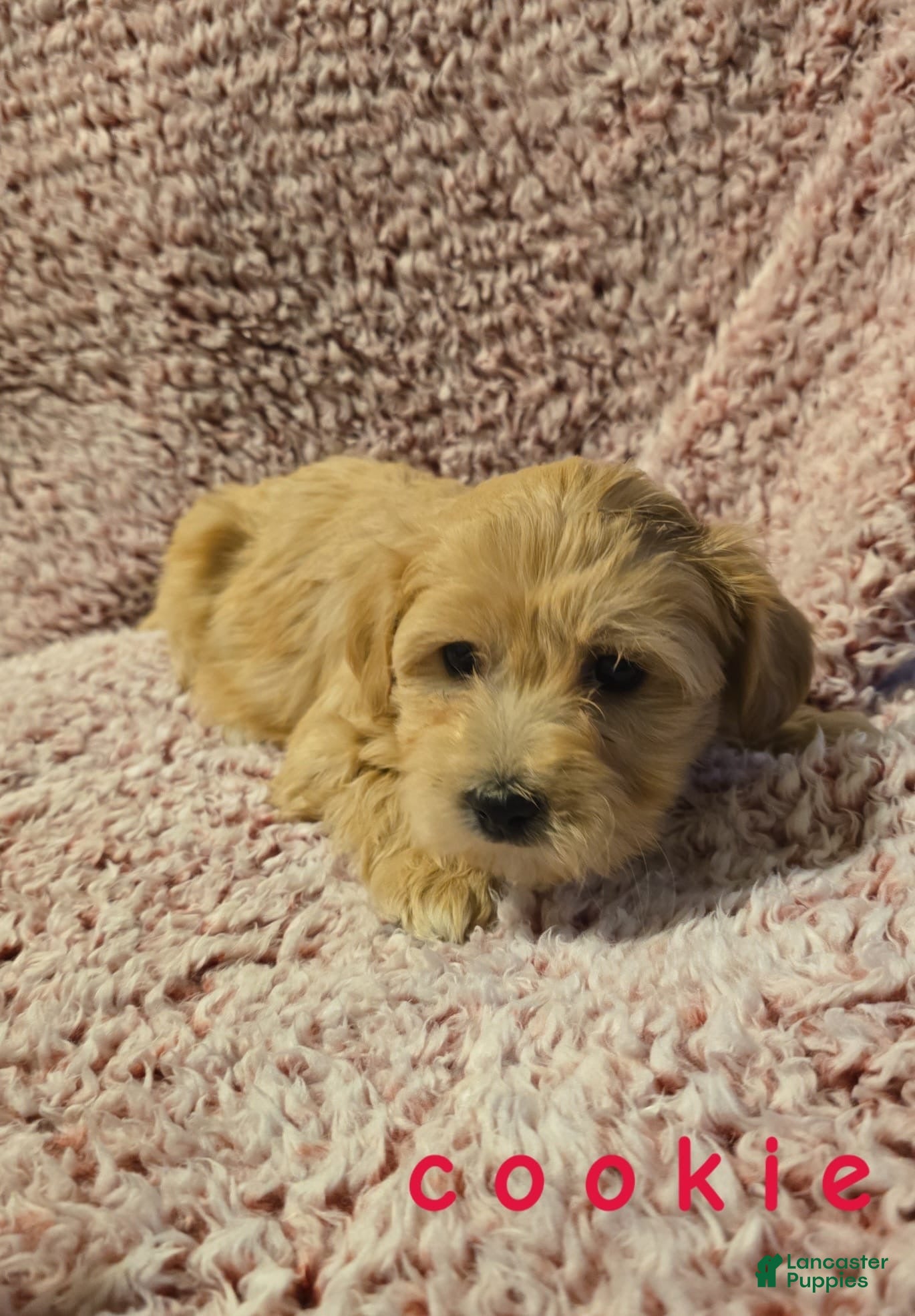 Bichpoo dogs Bichpoo Puppy 4 - Ad 24