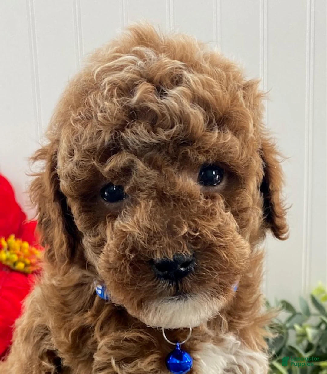 Toy Poodle dogs for sale: Hudson - Ad 3