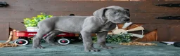 Great Dane dogs for sale: Misty - Ad 3