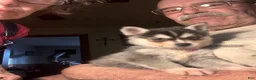 Alaskan Klee Kai dogs for sale: Alaskan Klee Kai Puppy 2 - Ad 12