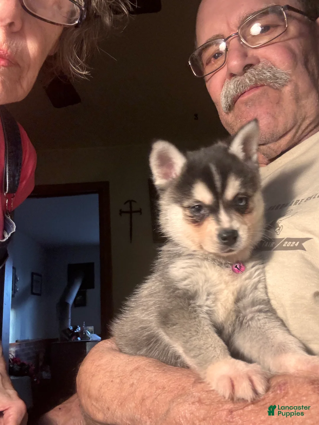 Alaskan Klee Kai dogs for sale: Alaskan Klee Kai Puppy 2 - Ad 12