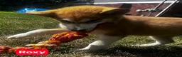 Alaskan Malamute dogs for sale: Alaskan Malamute 4 - Ad 1