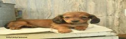 Miniature Dachshund dogs for sale: Dora  - Ad 3