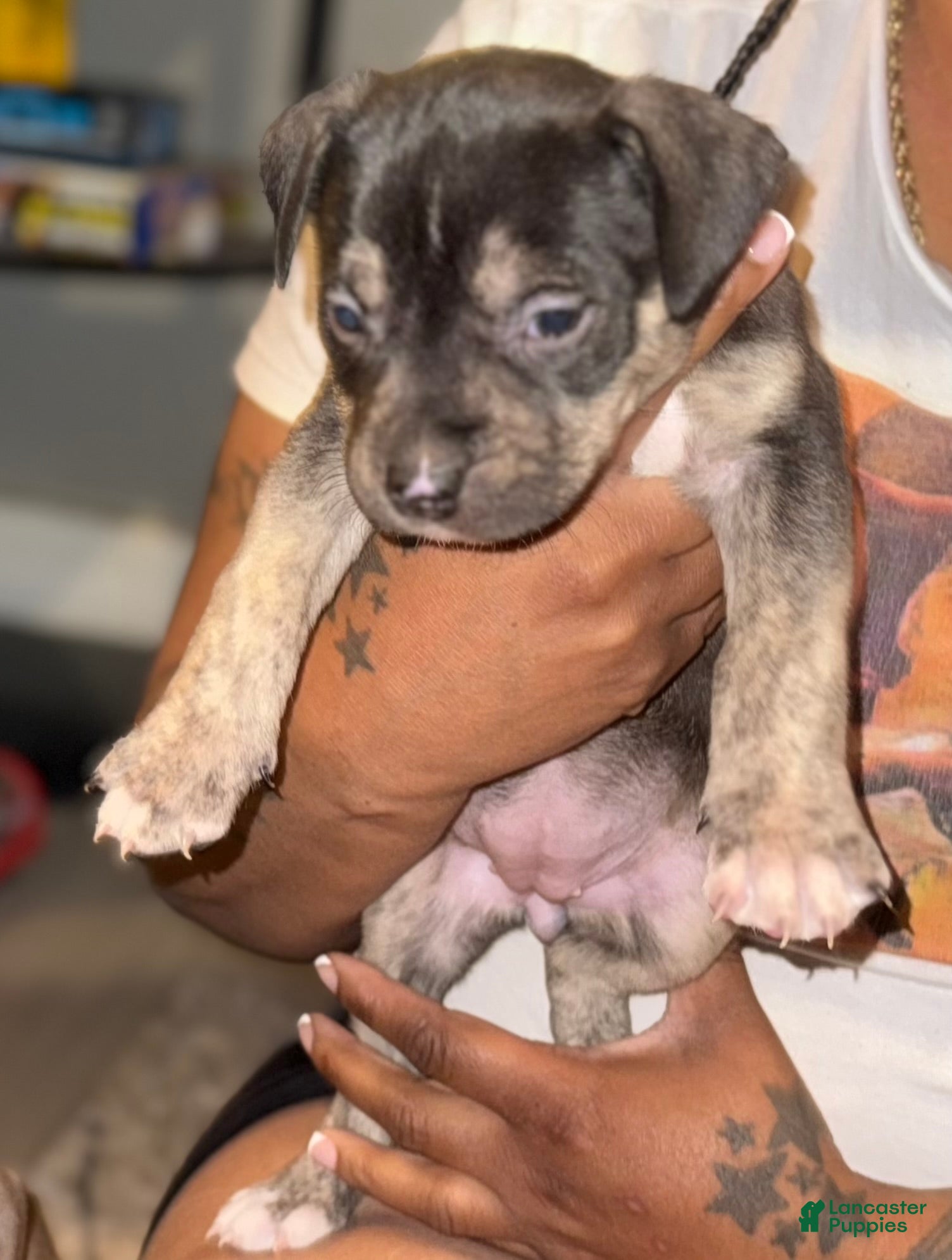 American Bully Puppy 2