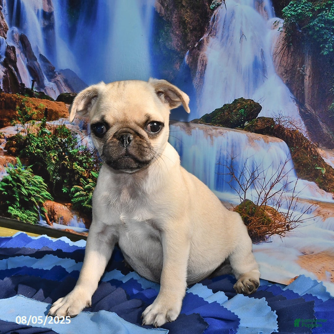 Pug dogs for sale: Wee Willy Winkie - Ad 24