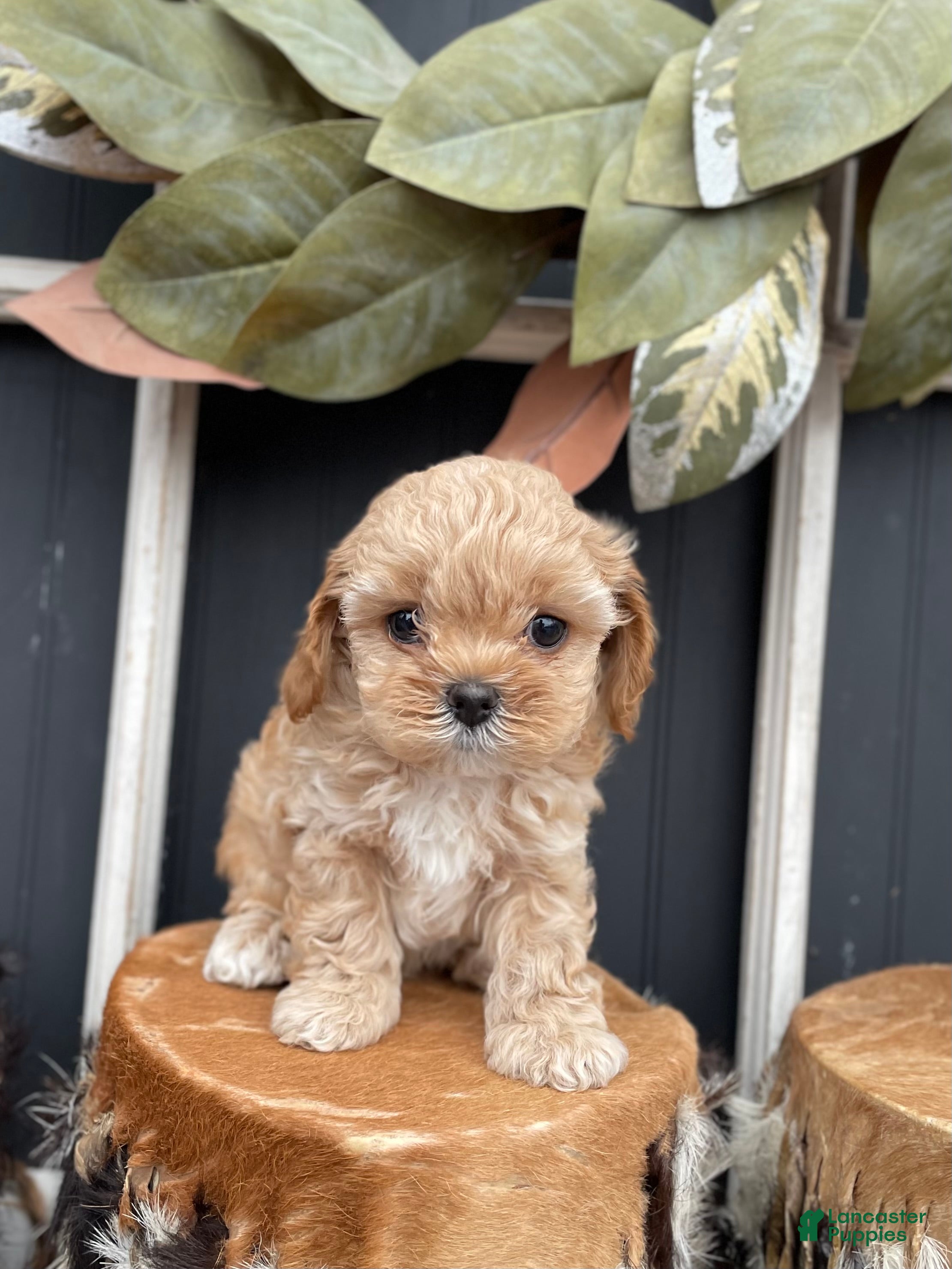 Cavapoo dogs Buddy - Ad 4