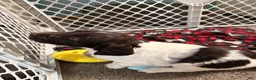 Mixed Breed dogs for sale: Mixed Breed 2 - Ad 3