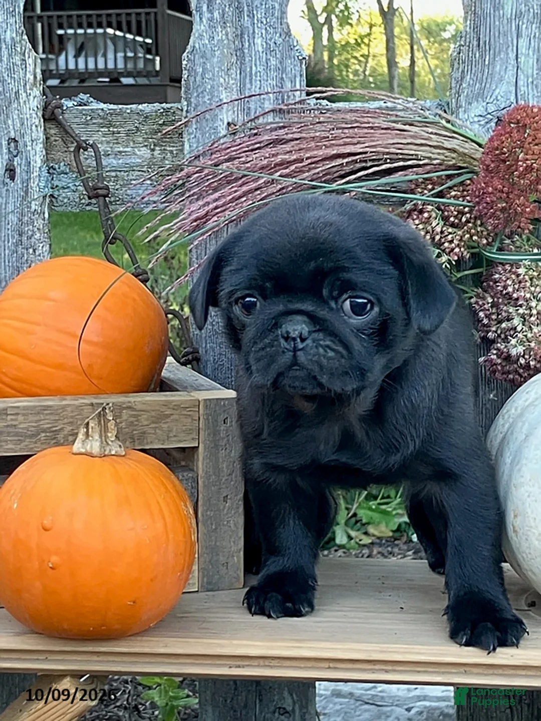 Pug dogs for sale: Cocoa - Ad 3