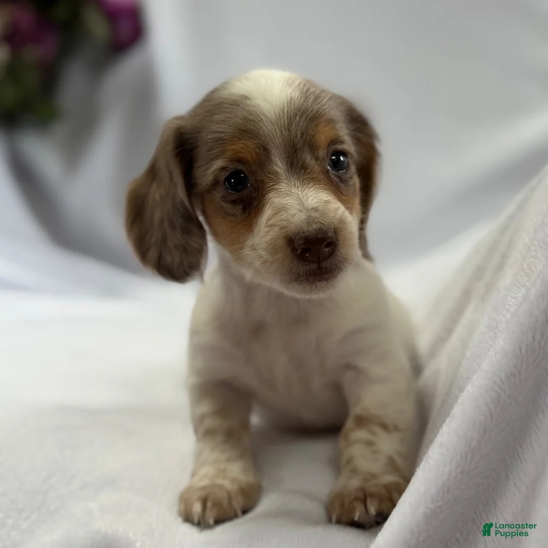 Miniature Dachshund dogs for sale: Miniature Dachshund Puppy 1 - Ad 4