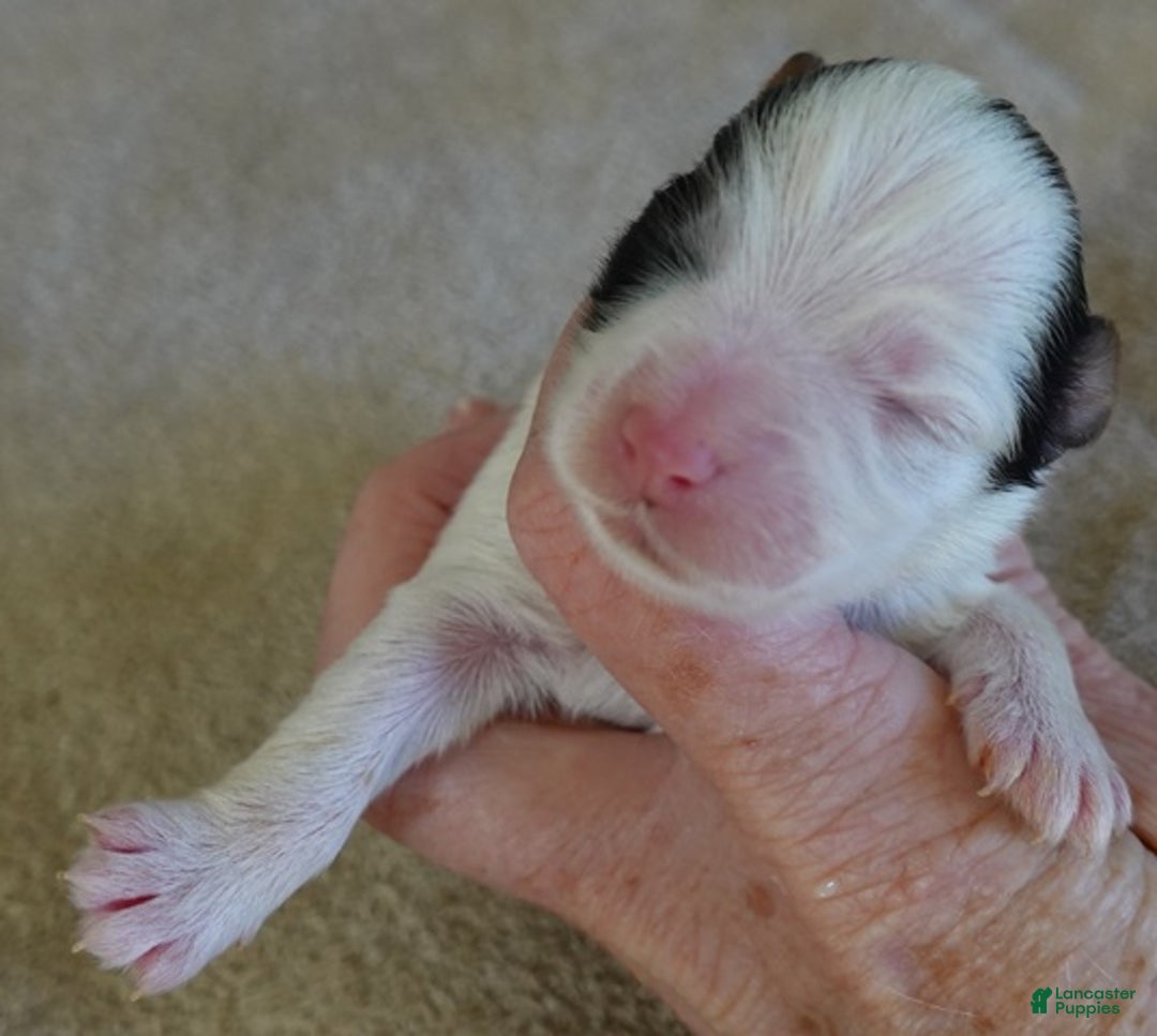 Yorkshire Terrier dogs for sale: Zuri exotic parti - Ad 8