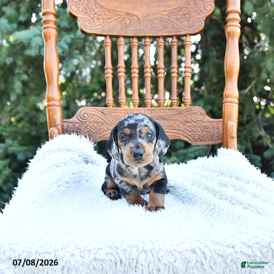 Miniature Dachshund dogs Chloe - Ad 1