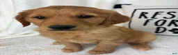 Golden Retriever dogs for sale: Gwen - Ad 1