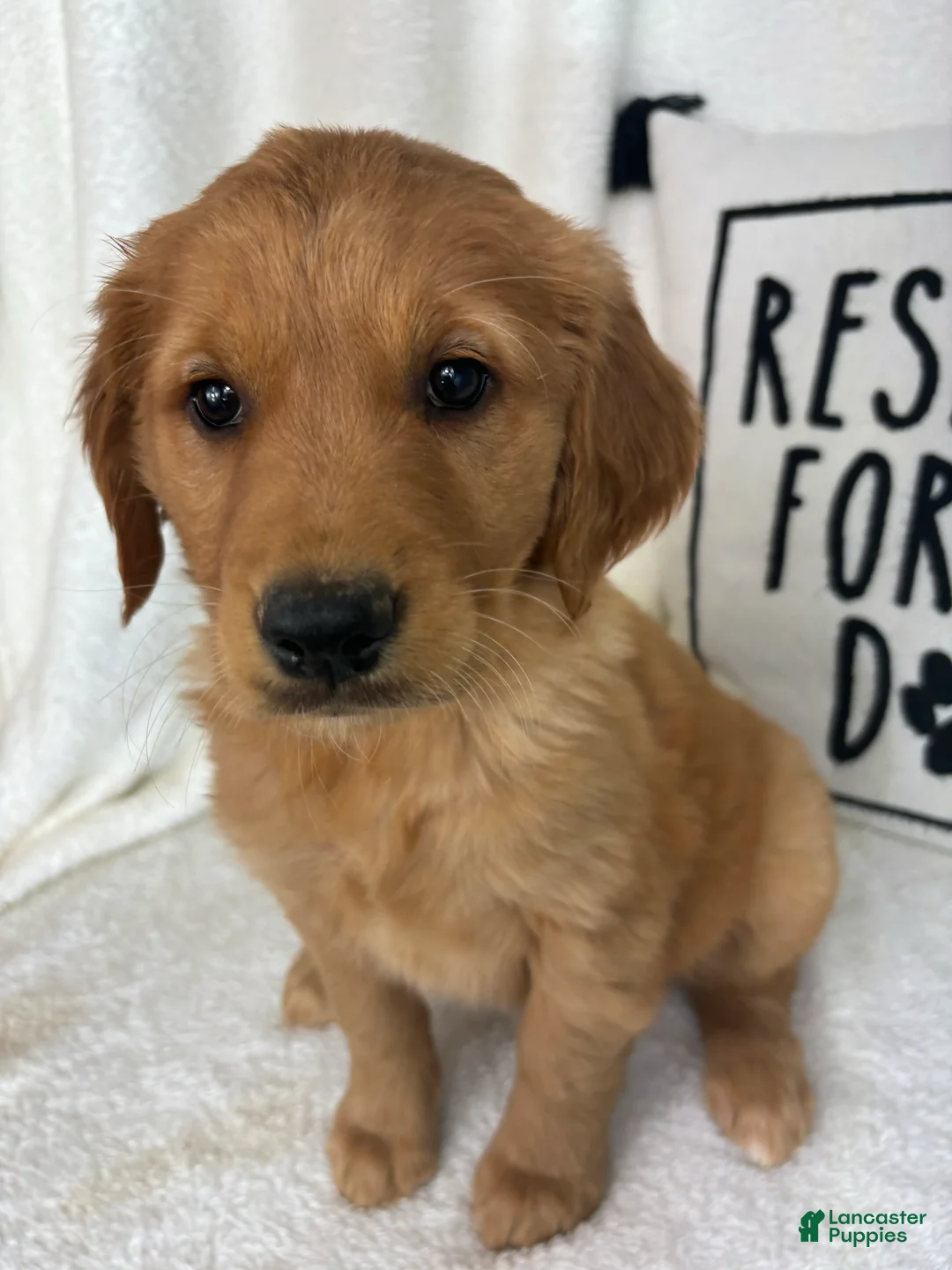 Golden Retriever dogs for sale: Gwen - Ad 1