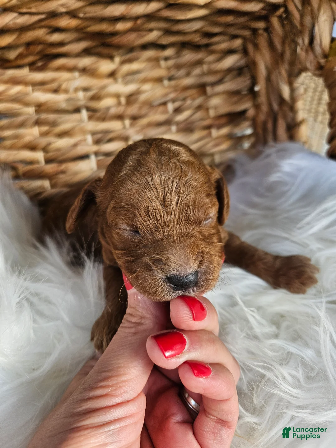 Cavapoo dogs for sale: Hazel  - Ad 2