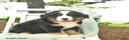 Mixed Breed dogs for sale: Rusty  - Ad 4