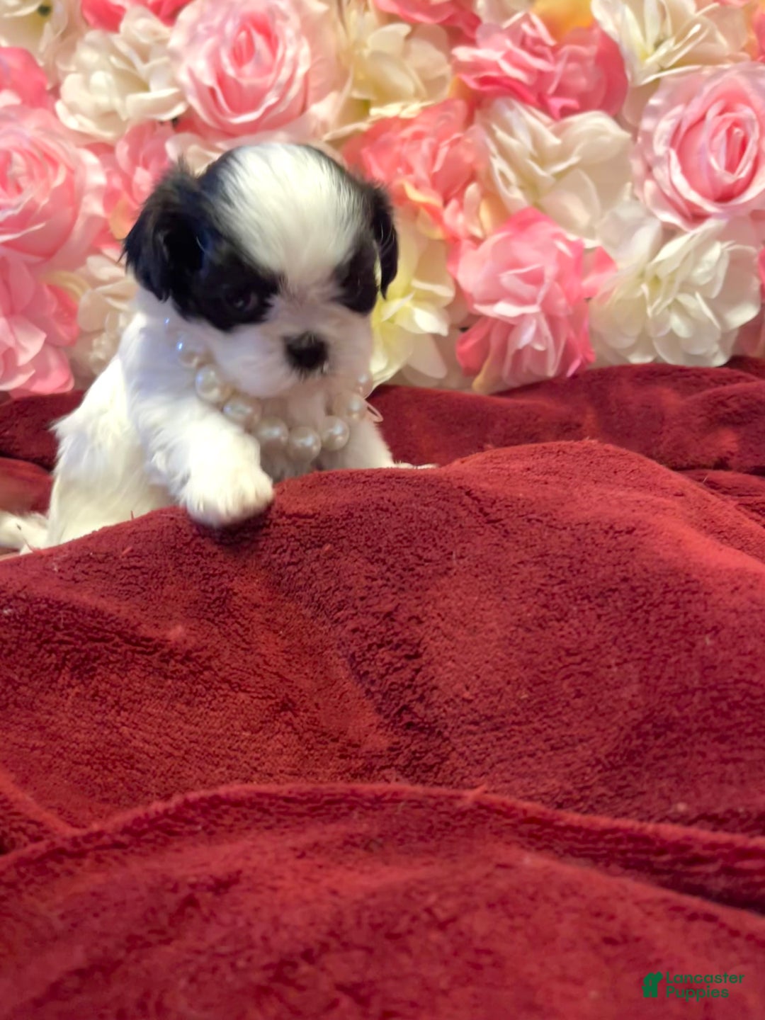 Shih Tzu dogs for sale: Judy - Ad 11