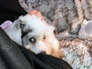 Toy Poodle dogs Toy Poodle Puppy 1 - Ad 1