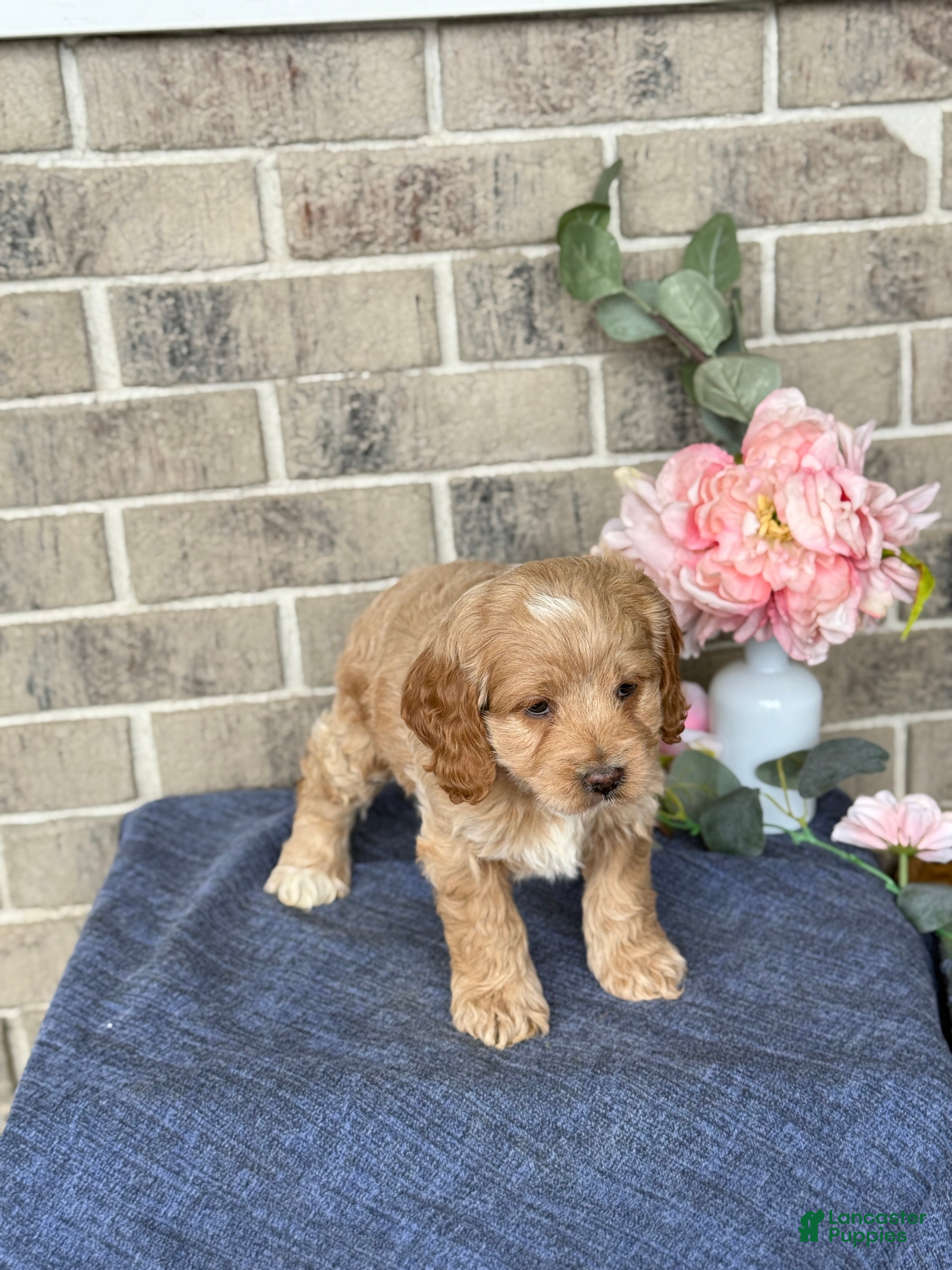 Cockapoo dogs Misty - Ad 2