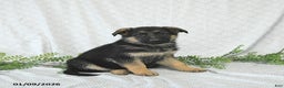 German Shepherd dogs for sale: Rita - Ad 4