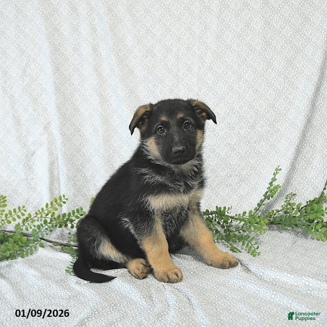 German Shepherd dogs for sale: Rita - Ad 4