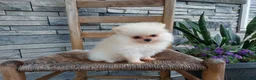 Pomeranian dogs for sale: Hunter - Ad 3