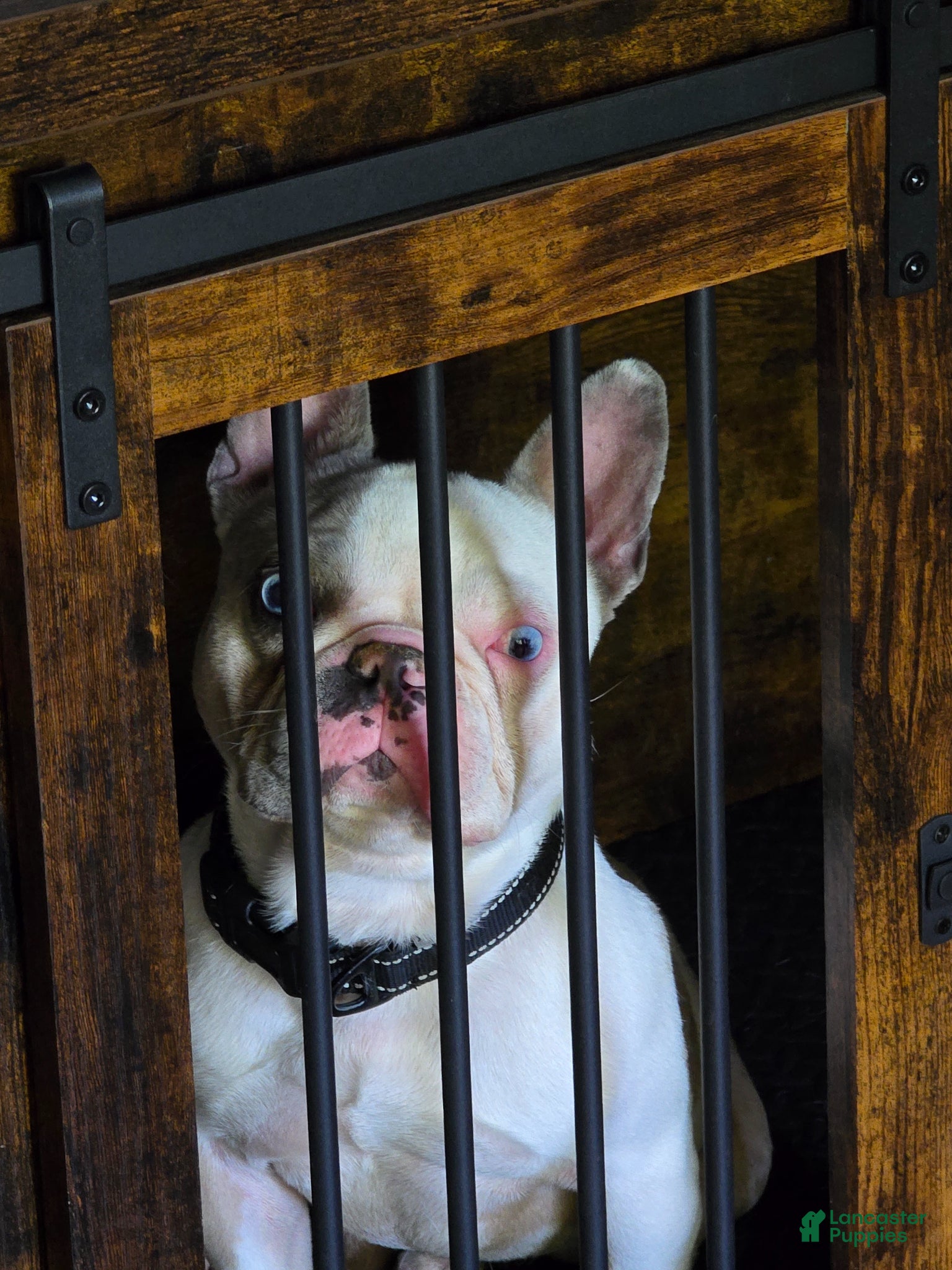 French Bulldog dogs French Bulldog Puppy 1 - Ad 26