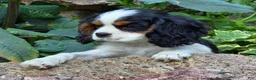 Cavalier King Charles Spaniel dogs for sale: Commet - Ad 6