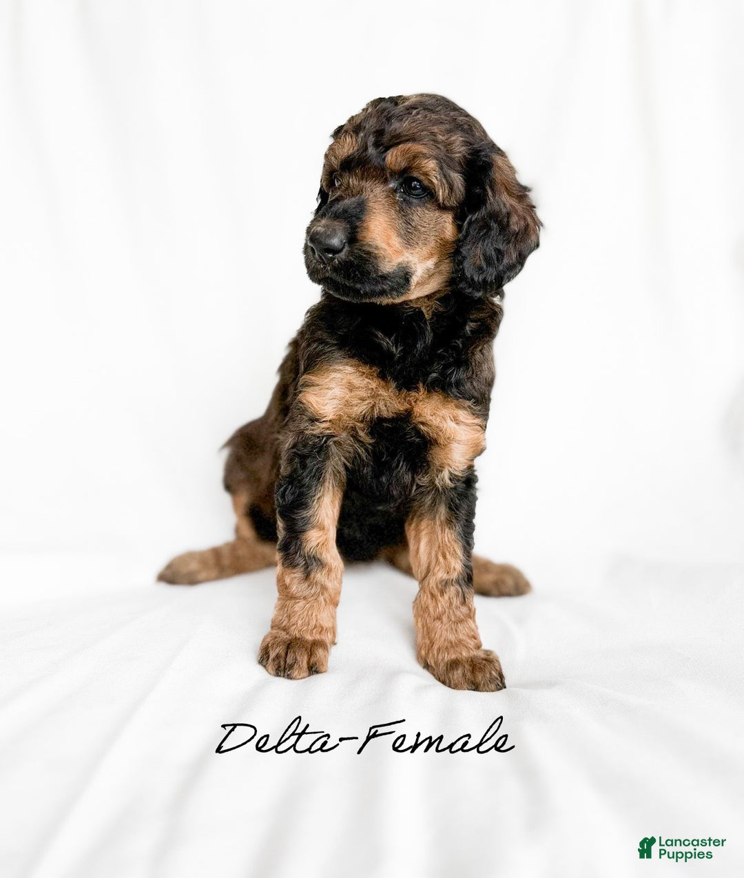 Standard Poodle dogs for sale: Delta AKC - Ad 1