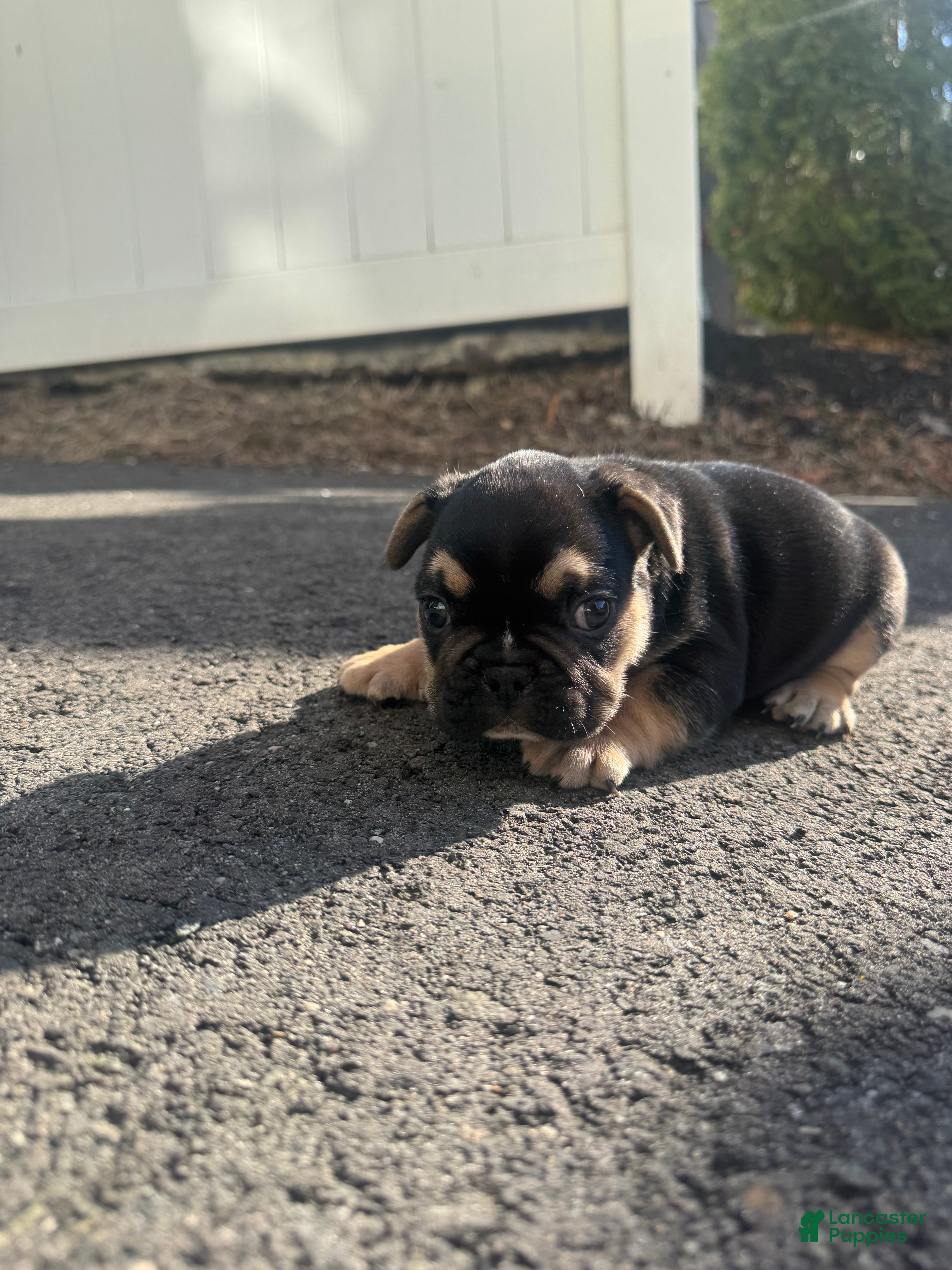 French Bulldog dogs Carl - Ad 2