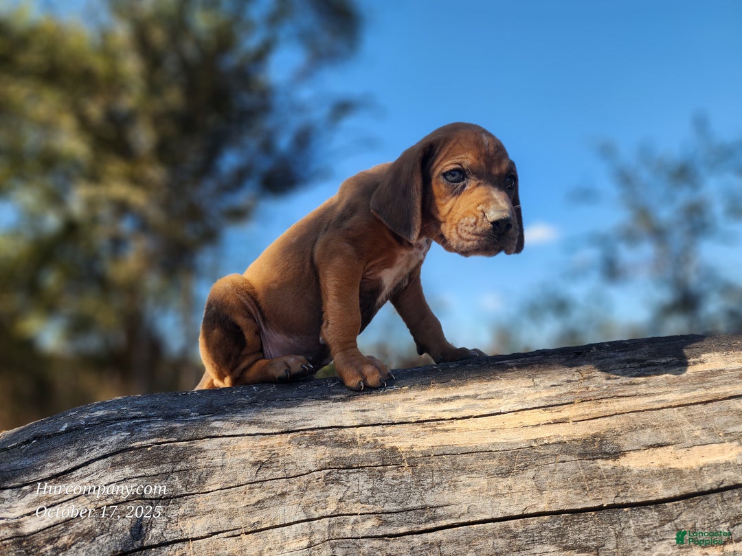 Mixed Breed dogs for sale: Fall 2025 Bloodahoula Male 2 - Ad 6