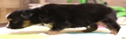 Toy Australian Shepherd dogs for sale: Colt black-tri - Ad 3