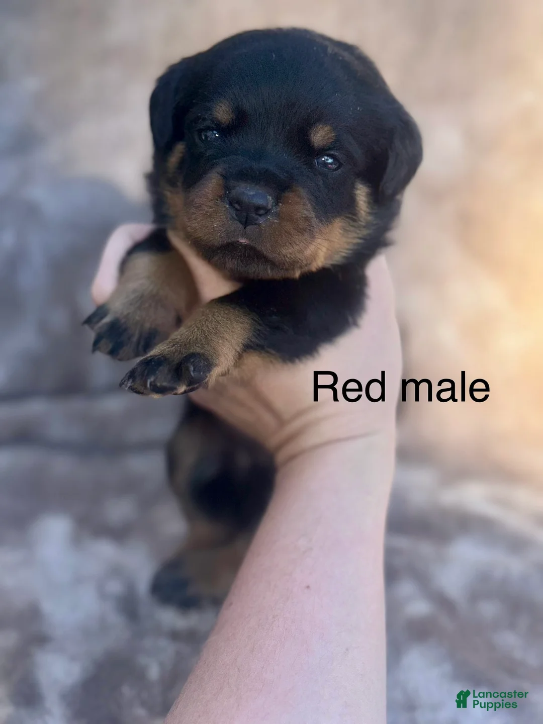 Rottweiler dogs for sale: Male - Ad 1