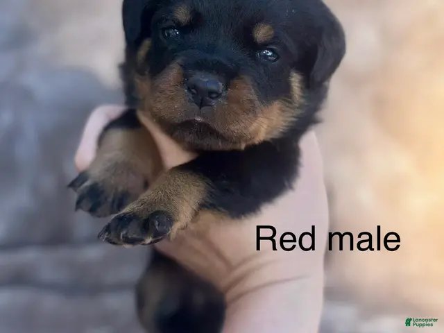 Rottweiler dogs Male - Ad 1
