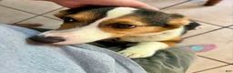 Welsh Corgi Pembroke dogs for sale: Welsh Corgi Pembroke Male - Ad 2